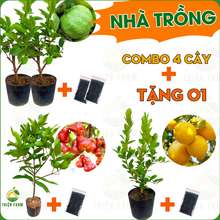 Combo NHÀ TRỒNG Thiện Farm gồm Ổi Nữ