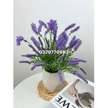 Bình Hoa Lavender Bình Thấp Decor Nhà