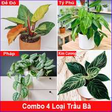 Combo 4 cây trầu bà ( cây trầu bà đế