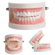 Mô hình hàm răng  dạy bé đánh răng hiệu quả