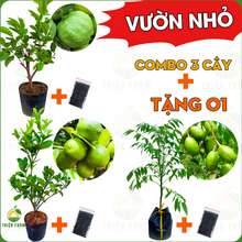 Combo VƯỜN NHỎ Thiện Farm gồm 3 loại